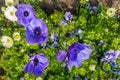 A group of strong African daisies, beautiful Osteospermum plants in the garden