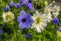 A group of strong African daisies, beautiful Osteospermum plants in the garden