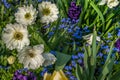 A group of strong African daisies, beautiful Osteospermum plants in the garden