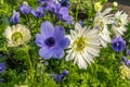 A group of strong African daisies, beautiful Osteospermum plants in the garden