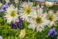 A group of strong African daisies, beautiful Osteospermum plants in the garden