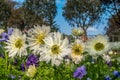 A group of strong African daisies, beautiful Osteospermum plants in the garden