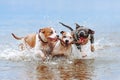 A group of strong American Staffordshire Terriers play in the water with a stick.