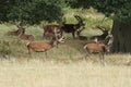 A group of Red Deer stags Cervus elaphus feeding and resting in a meadow at the edge of woodland. You can see the velvet on the