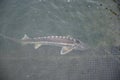 Group of sturgeon fish in the farm.Fish farm for breeding sturgeon Royalty Free Stock Photo