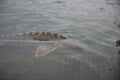 Group of sturgeon fish in the farm.Fish farm for breeding sturgeon Royalty Free Stock Photo