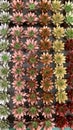 Group succulent echeveria plants decorated in nurseries