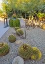 A group of succulent plants and cacti in the Phoenix Botanical Garden, Arizona, USA