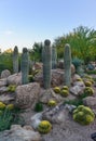 A group of succulent plants and cacti in the Phoenix Botanical Garden, Arizona, USA