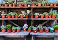 Group of succulent plants for home indoor houseplant