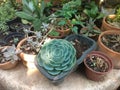 Succulents group in begginer garden