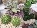 A mixed succulents growing in the pot picture