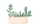 Group of succulents in long rectangular pot or box. Interior plants with fleshy leaves growing in planter. Colored flat