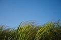 A Group of Sugar Canes 6 Royalty Free Stock Photo