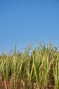 A Group of Sugar Canes 8 Royalty Free Stock Photo