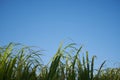 A Group of Sugar Canes 5 Royalty Free Stock Photo