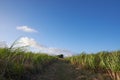 A Group of Sugar Canes 9 Royalty Free Stock Photo