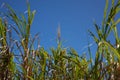 A Group of Sugar Canes 1 Royalty Free Stock Photo