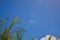 A Group of Sugar Canes 4 Royalty Free Stock Photo