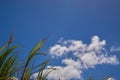 A Group of Sugar Canes 3 Royalty Free Stock Photo