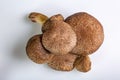 Group of jersey cow mushrooms on a white background close-up. View from above. Horizontal orientation. High quality Royalty Free Stock Photo