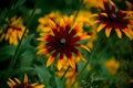 Group of summer wildflowers against blurred background