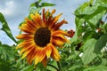 Group of Sunflowers