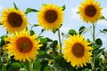 Group of sunflowers and honey bees Royalty Free Stock Photo