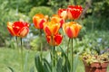 A group of bright red and yellow tulip flowers, Tulipa, blooming in the spring sunshine, side view Royalty Free Stock Photo