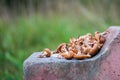 Group of sunlit mushrooms - lemon oyster mushroom growing on an old tree stump in the forest Royalty Free Stock Photo