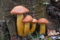 Group of sunlit mushrooms - lemon oyster mushroom growing on an old tree stump in the forest Royalty Free Stock Photo