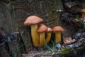Group of sunlit mushrooms - lemon oyster mushroom growing on an old tree stump in the forest Royalty Free Stock Photo