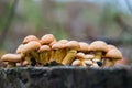 Group of sunlit mushrooms - lemon oyster mushroom growing on an old tree stump in the forest Royalty Free Stock Photo