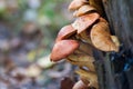 Group of sunlit mushrooms - lemon oyster mushroom growing on an old tree stump in the forest Royalty Free Stock Photo