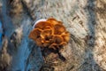 Group of sunlit mushrooms - lemon oyster mushroom growing on an old tree stump in the forest Royalty Free Stock Photo