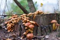 Group of sunlit mushrooms - lemon oyster mushroom growing on an old tree stump in the forest Royalty Free Stock Photo