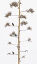 A group of Superb Starlings perched on a branch in Kenya. Royalty Free Stock Photo