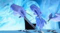 Group of surgeons at work while operating at hospital, close-up of hands. Health care and veterinary concept Royalty Free Stock Photo