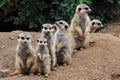 group of suricata animals