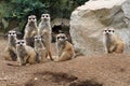 group of suricata animals