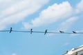 Group of swallow sitting on electric wire. Royalty Free Stock Photo