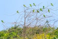 Group of Swallow Tail Bee Eaters and Green Bee Eater perching on a leafless tree