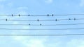 Group of Swallows on telegraph wires