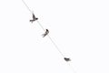 Group of swallows perched on a cable