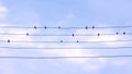 Group of Swallows on telegraph wires