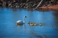 Group of swans on blue lake, largest waterfowl family, white adult, gray little swan animals, water reflections