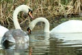 A group of swans feeding on the water