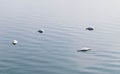 Group of swans in a lake. Royalty Free Stock Photo