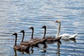 group of swans on the lake white and gray birds Royalty Free Stock Photo