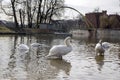 Group of swans on Odra river, largest waterfowl birds with white feathers